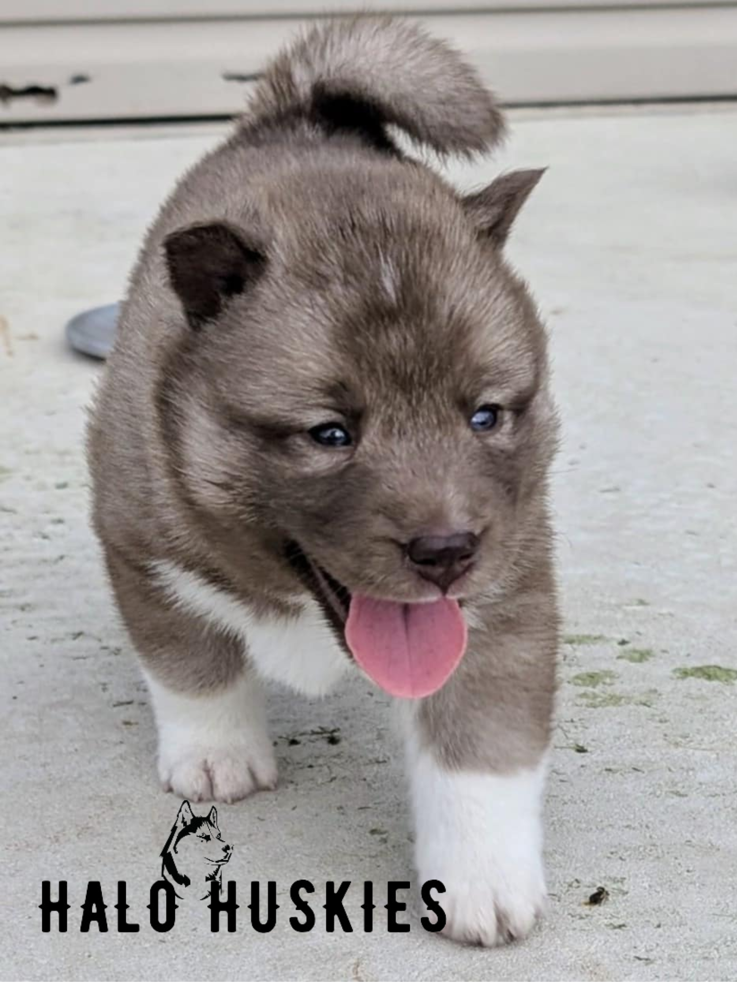 husky Perfect Petzzz Alaskan Husky